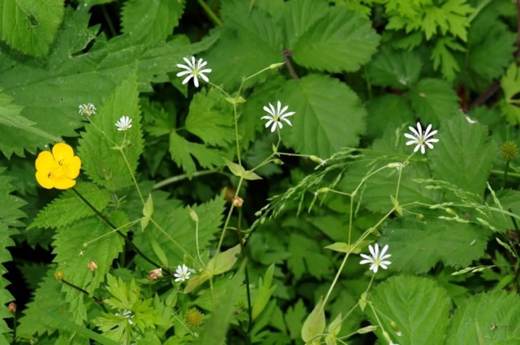 Stellaria nemorum ssp. nemorum