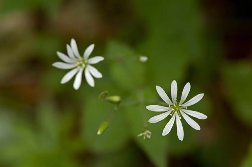 Stellaria nemorum ssp. nemorum