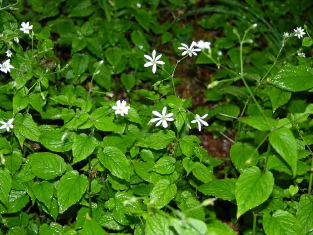 Stellaria nemorum ssp. glochidisperma