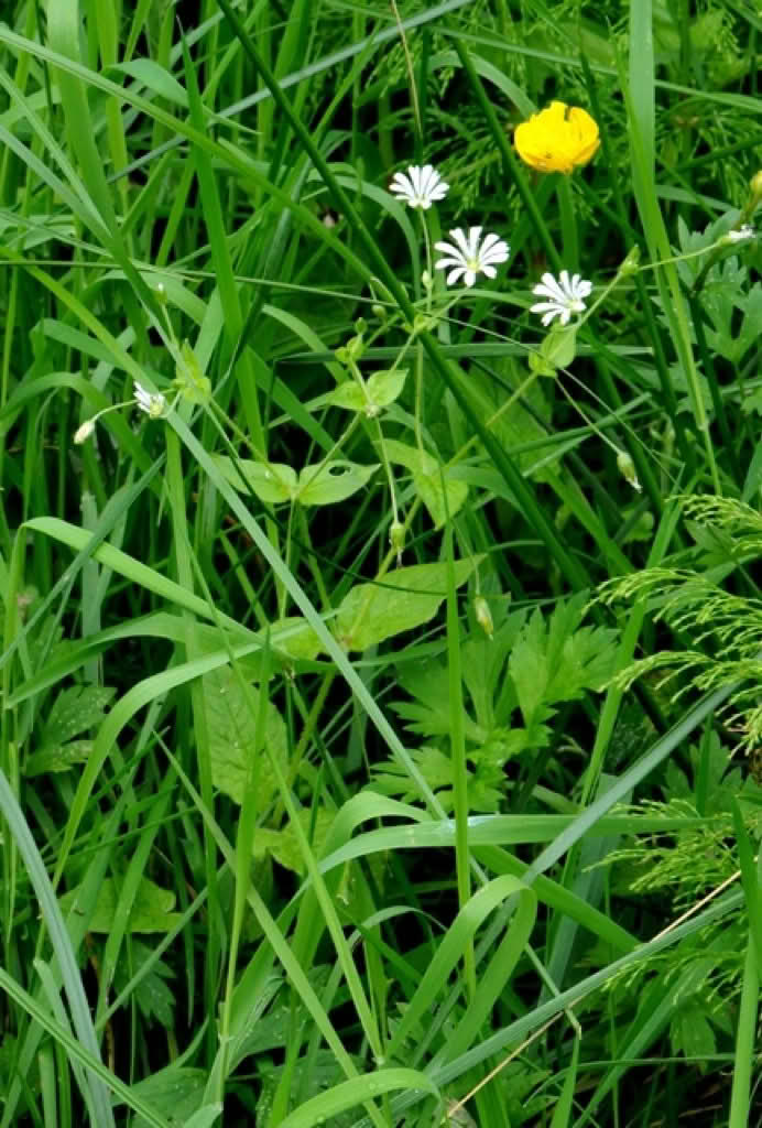 Stellaria nemorum ssp. nemorum