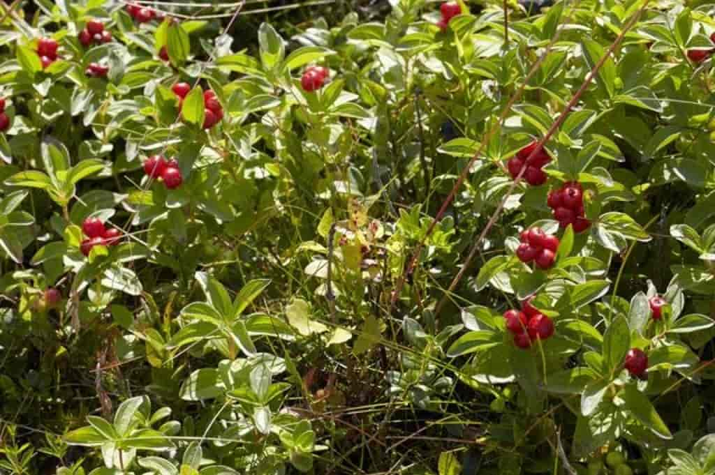 Cornus suecica