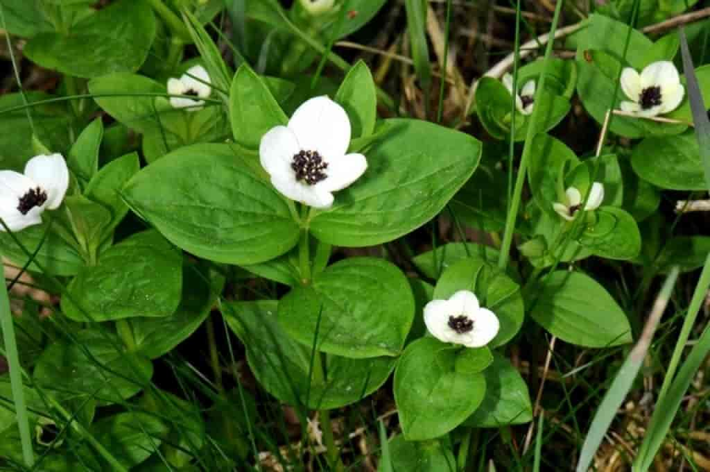 Cornus suecica