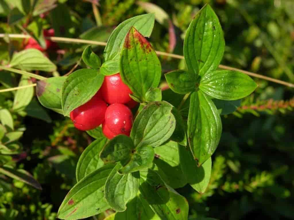 Cornus suecica