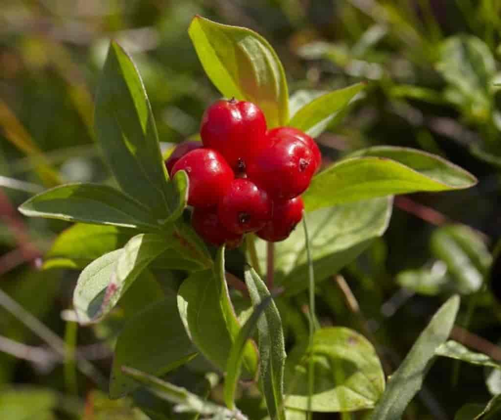 Cornus suecica