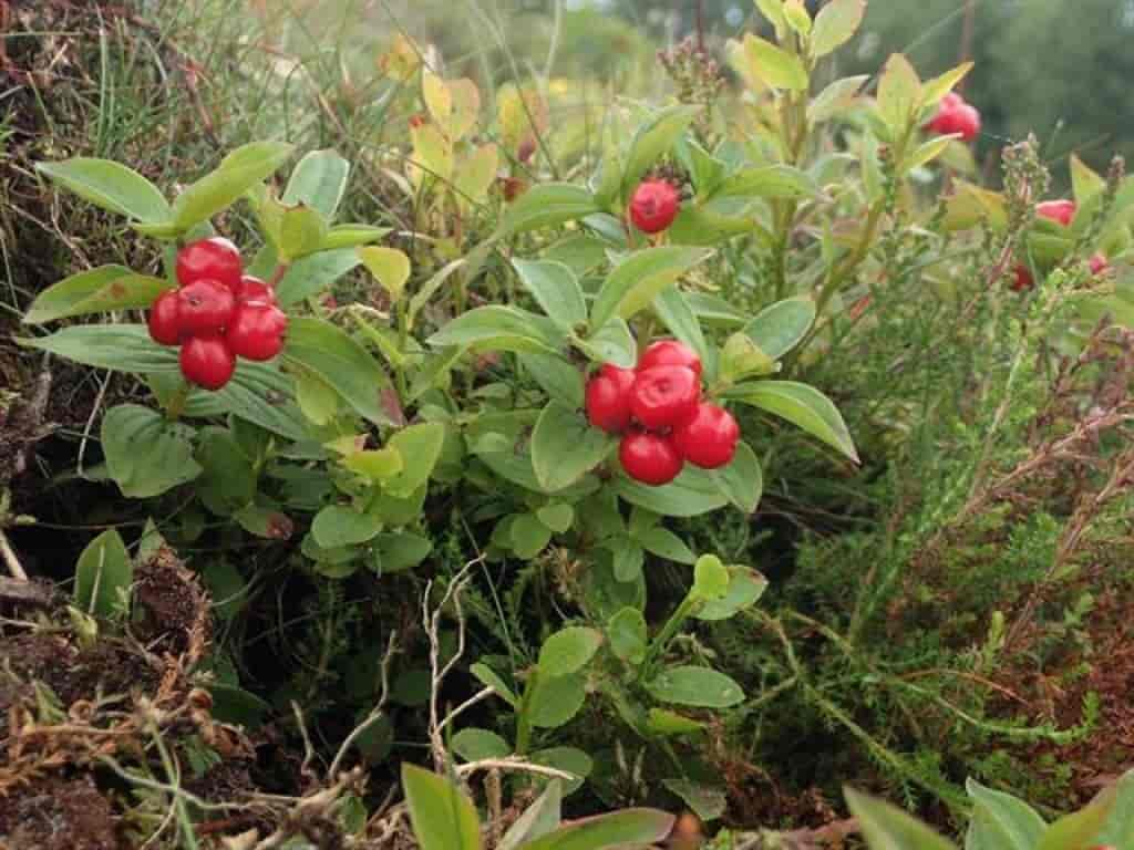 Cornus suecica