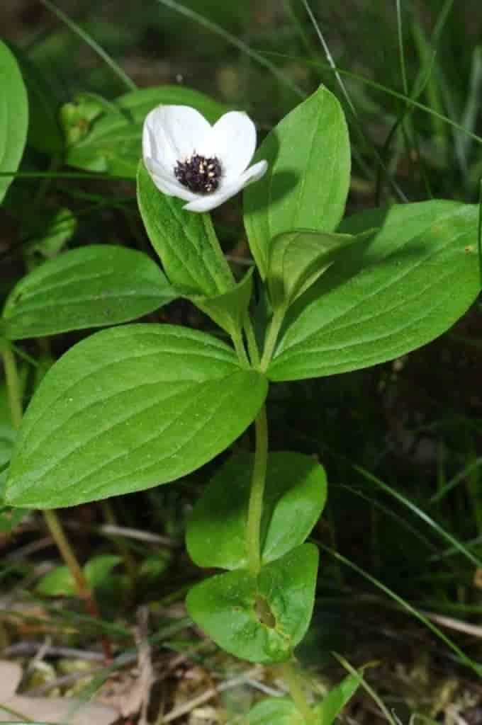 Cornus suecica