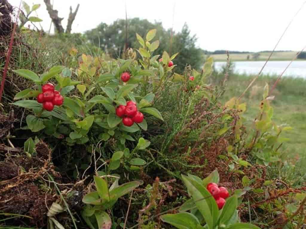 Cornus suecica