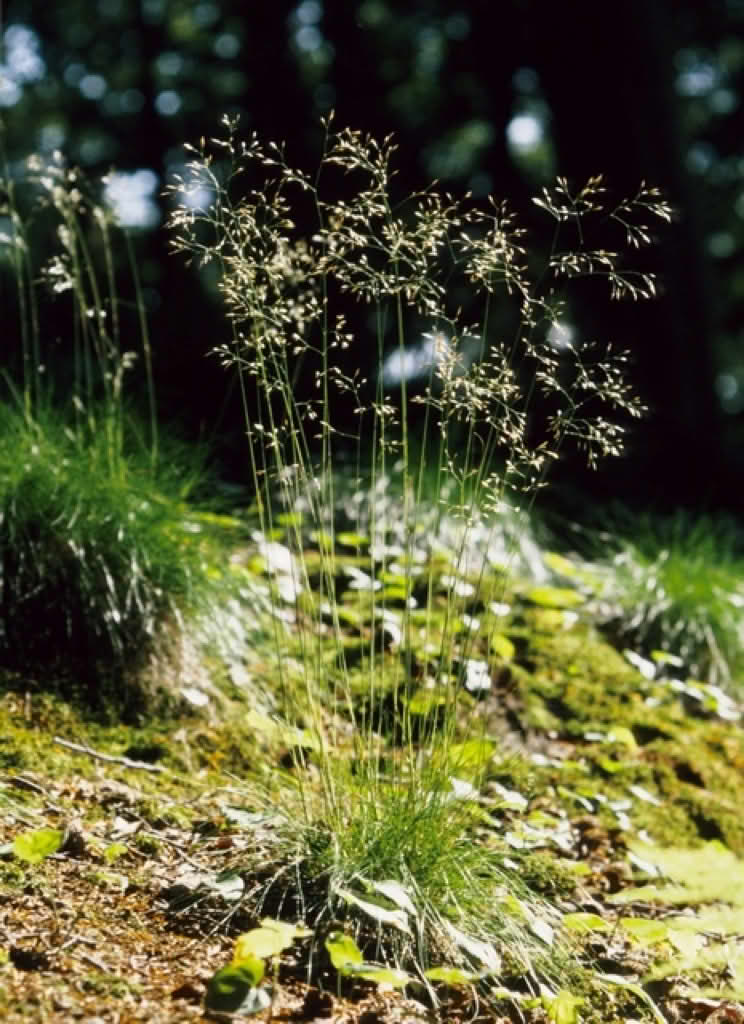 Deschampsia flexuosa