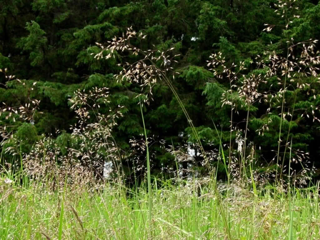 Deschampsia flexuosa