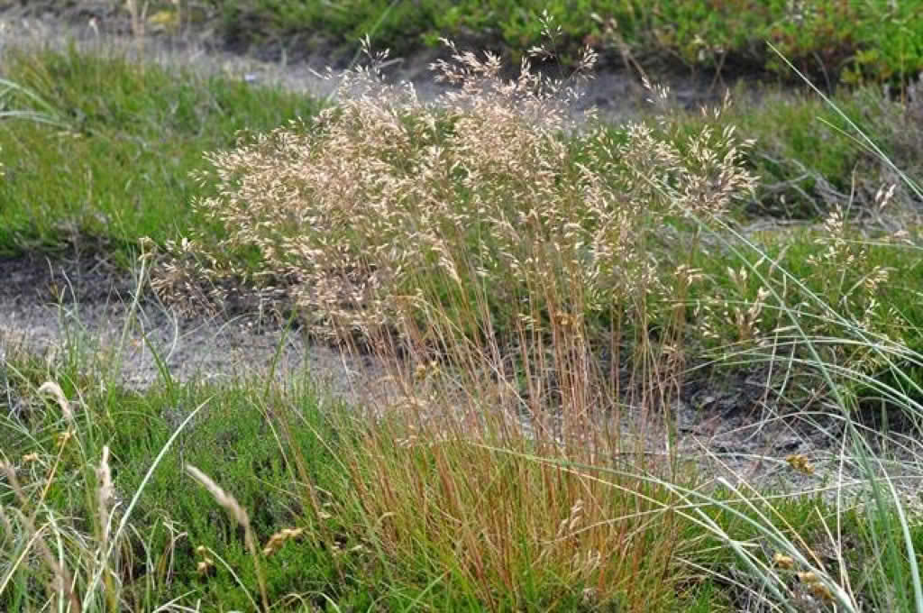 Deschampsia flexuosa