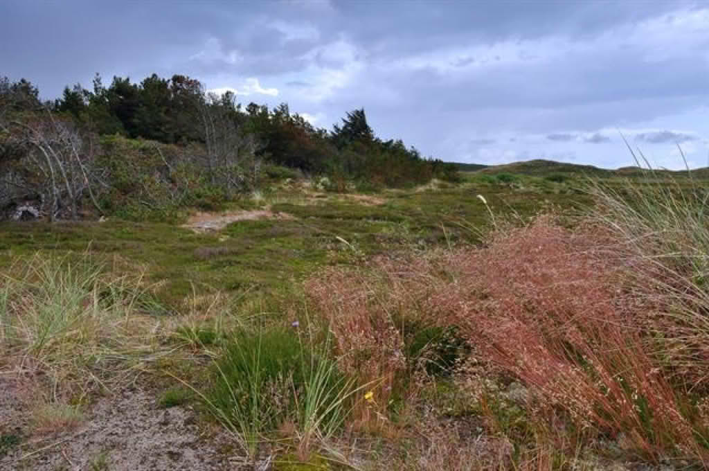 Deschampsia flexuosa