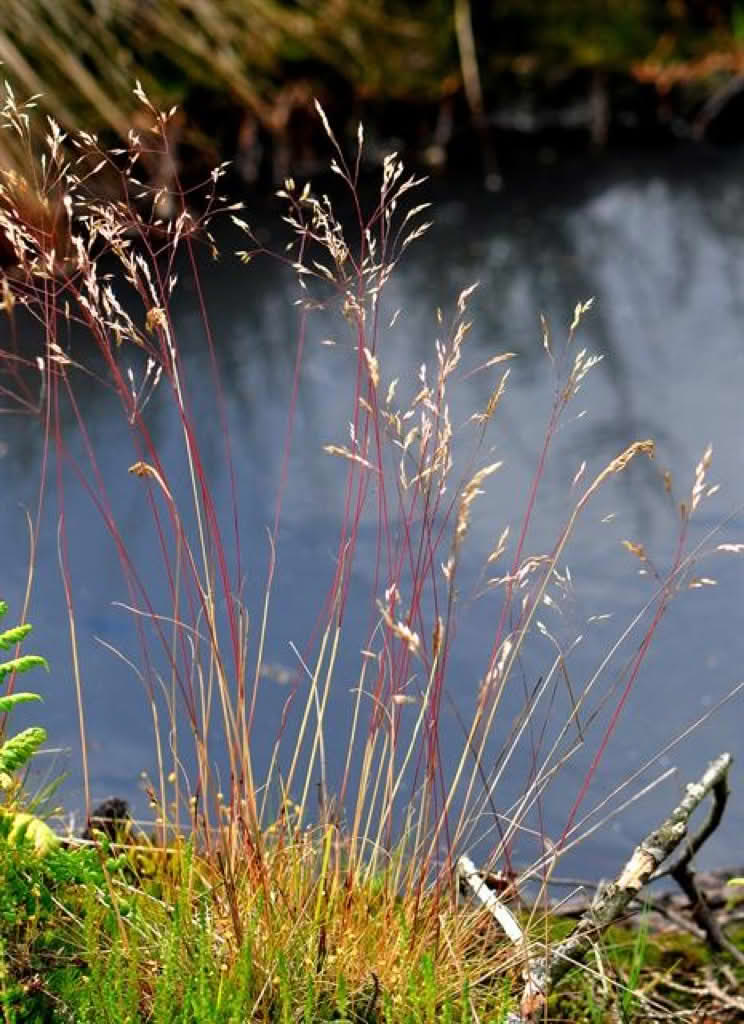 Deschampsia flexuosa