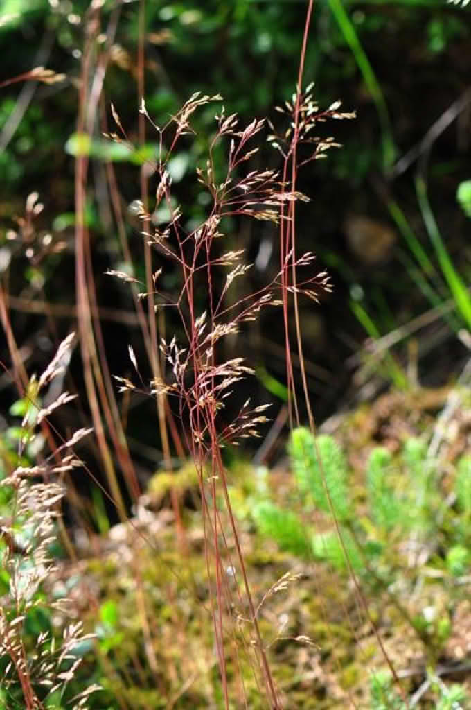 Deschampsia flexuosa