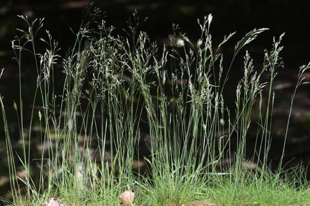 Deschampsia flexuosa