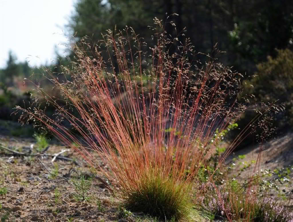 Deschampsia flexuosa