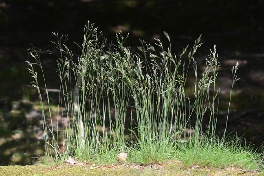 Deschampsia flexuosa