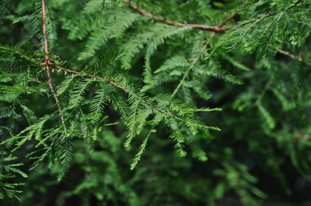 Taxodium distichum