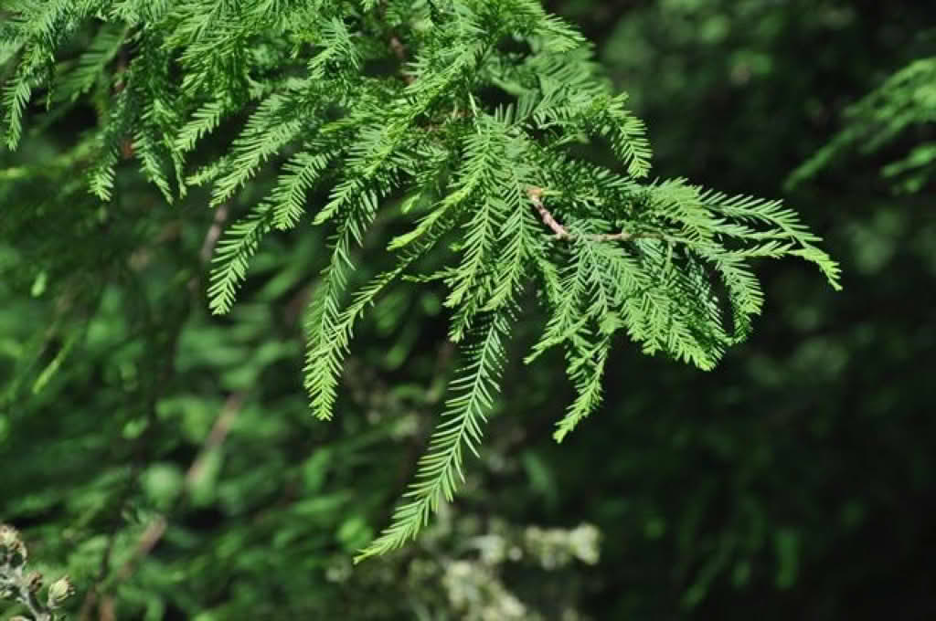 Taxodium distichum