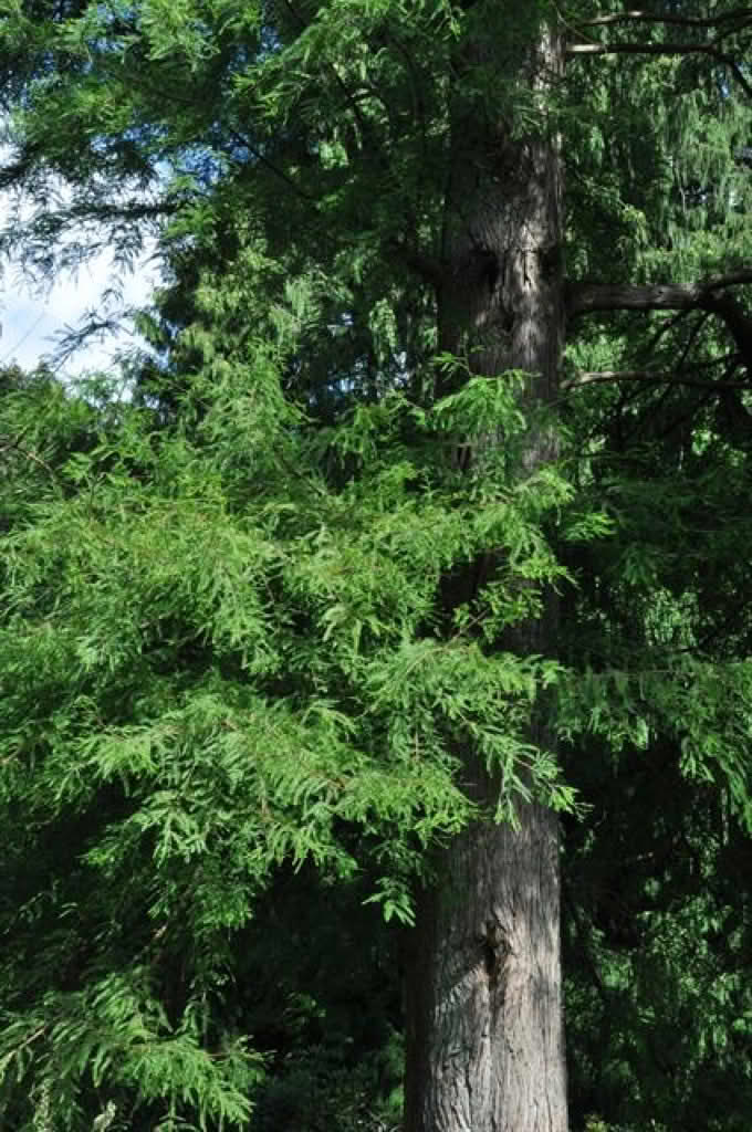 Taxodium distichum