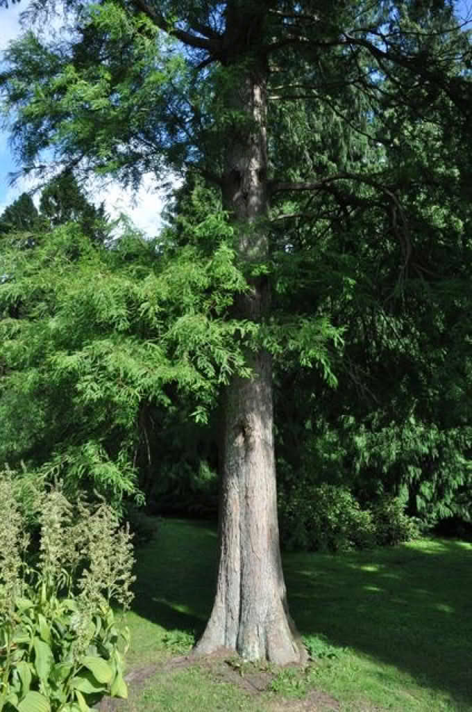 Taxodium distichum