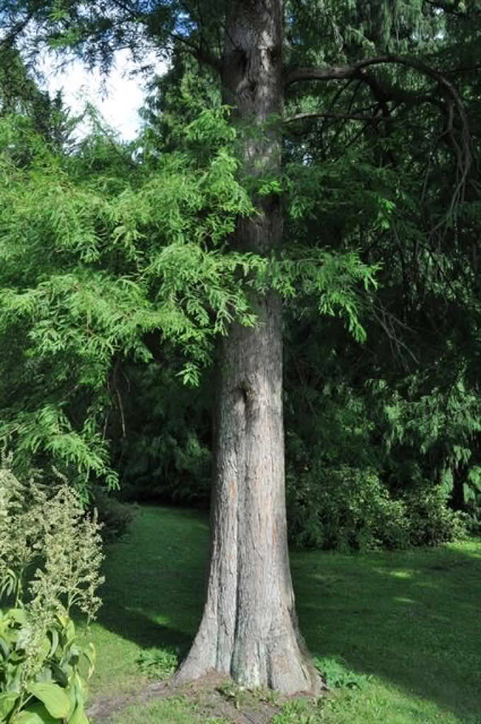 Taxodium distichum