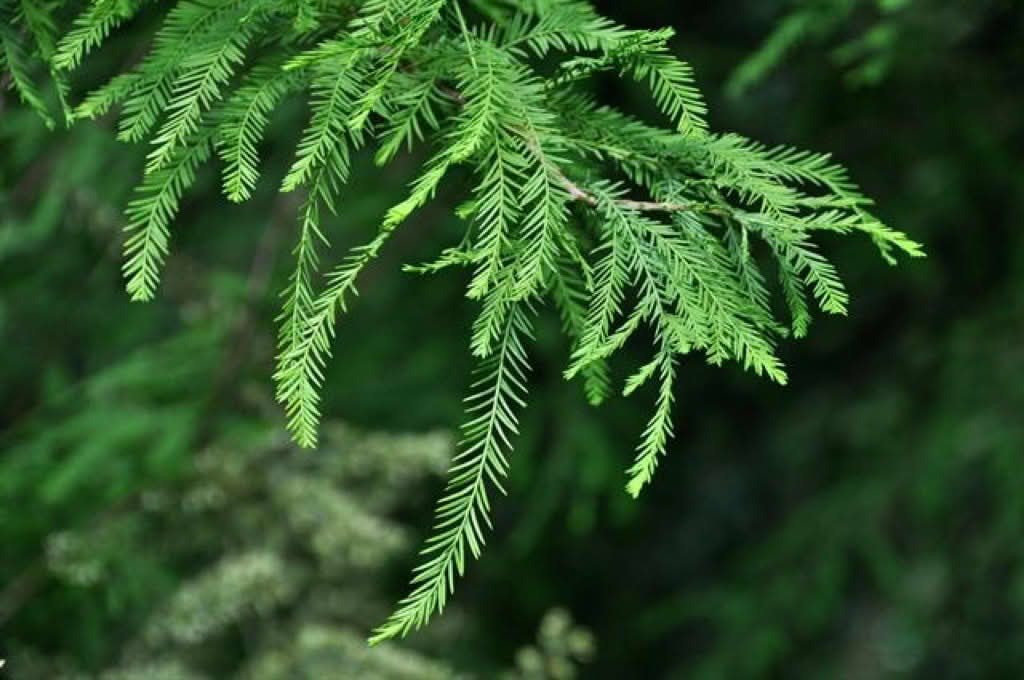 Taxodium distichum