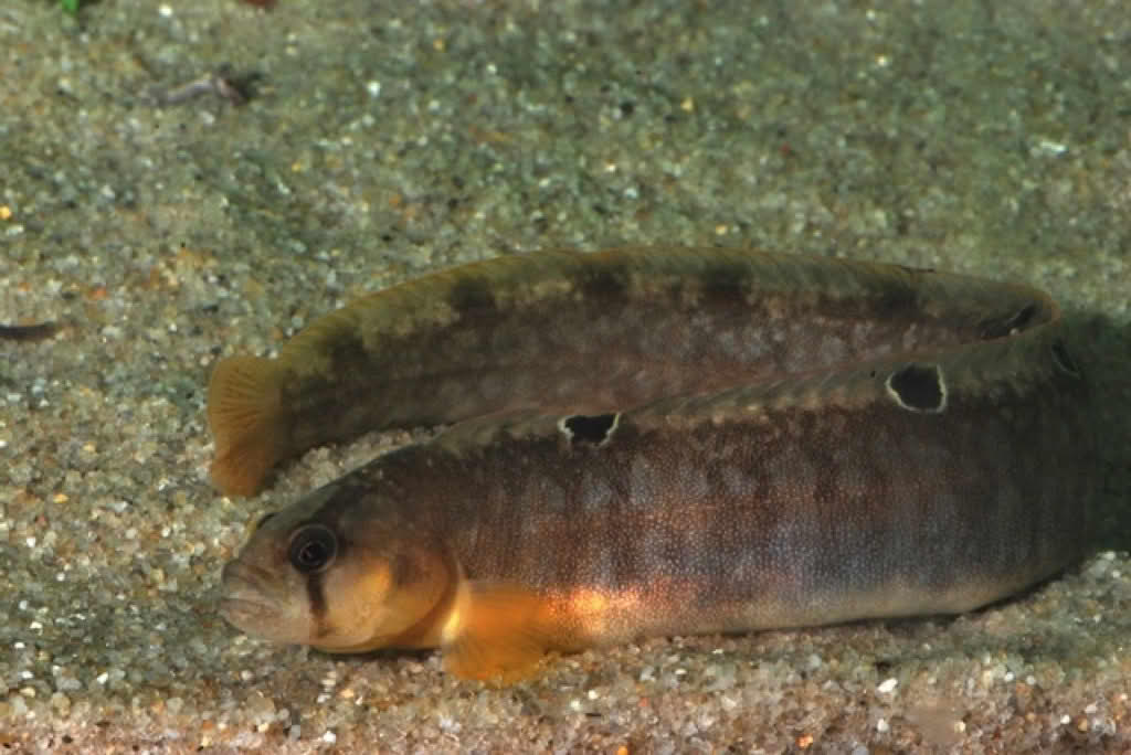 Pholis gunnellus