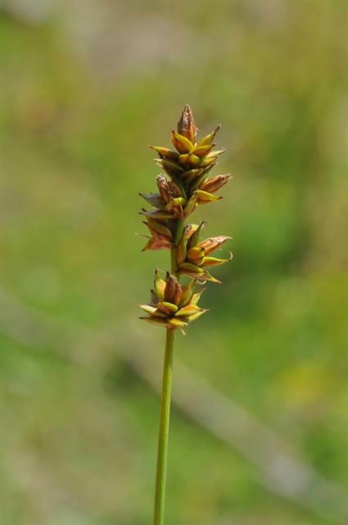 Carex spicata