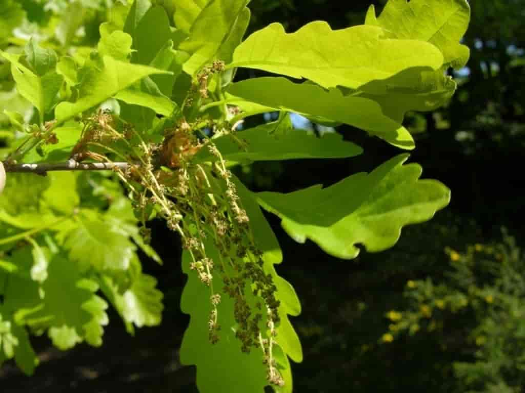 Quercus petraea