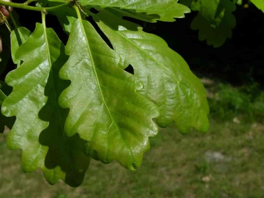 Quercus petraea