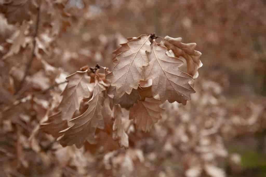 Quercus petraea