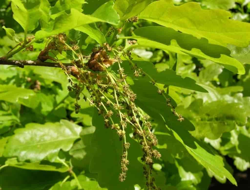 Quercus petraea