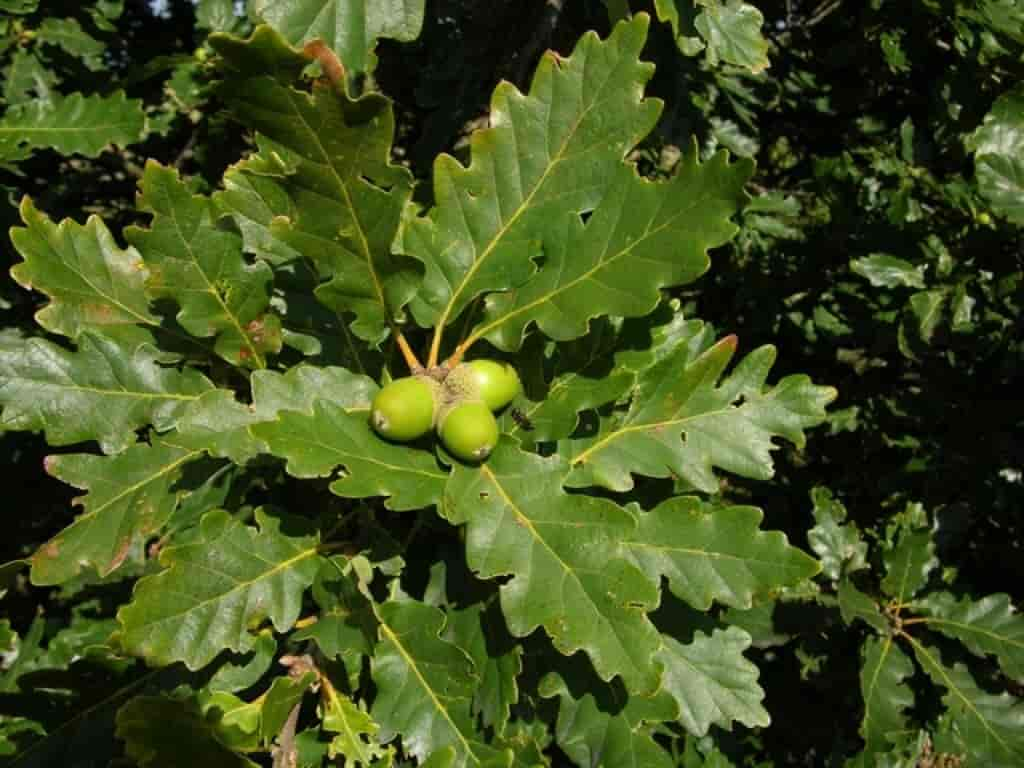 Quercus petraea