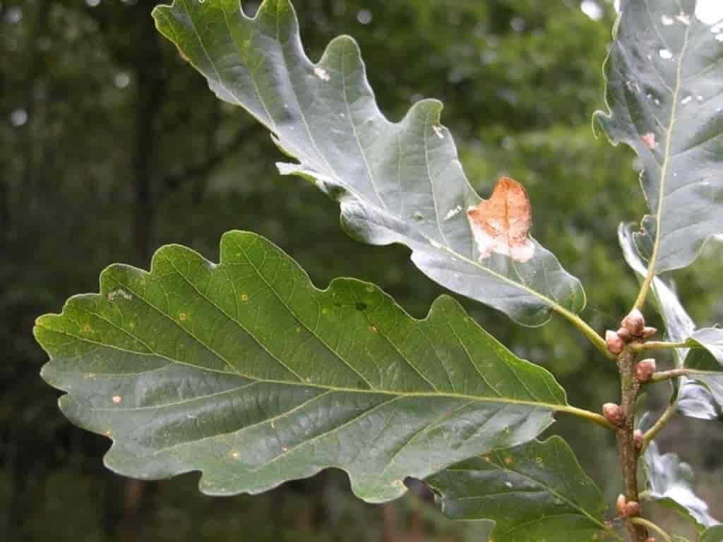 Quercus petraea