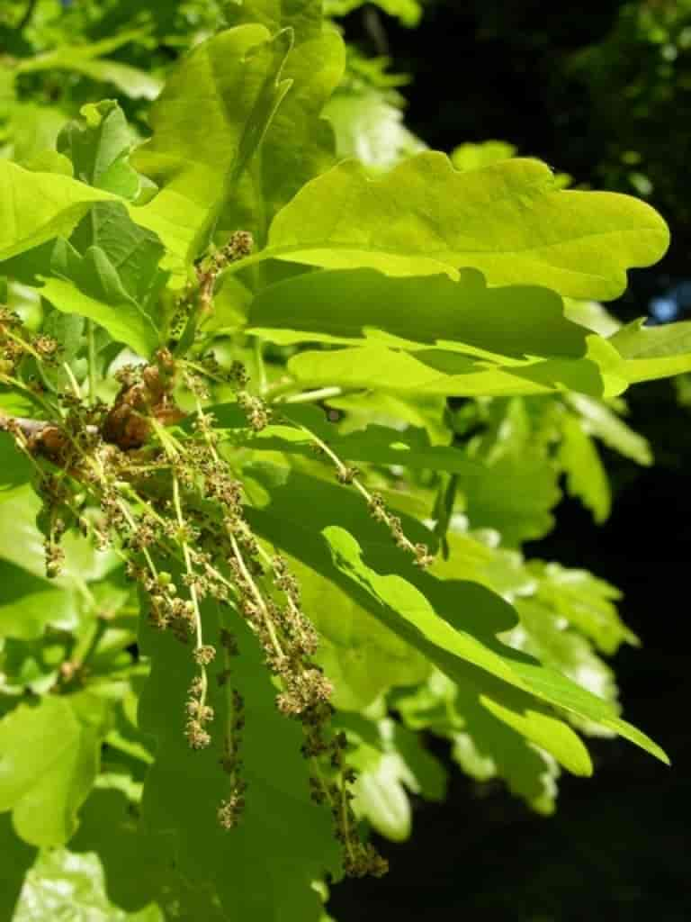 Quercus petraea