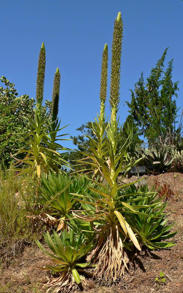 Lobelia aberdarica_Botaniske hagen Berkeley, California