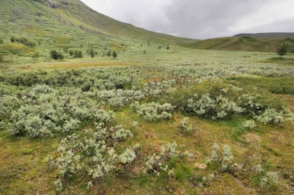 Salix glauca