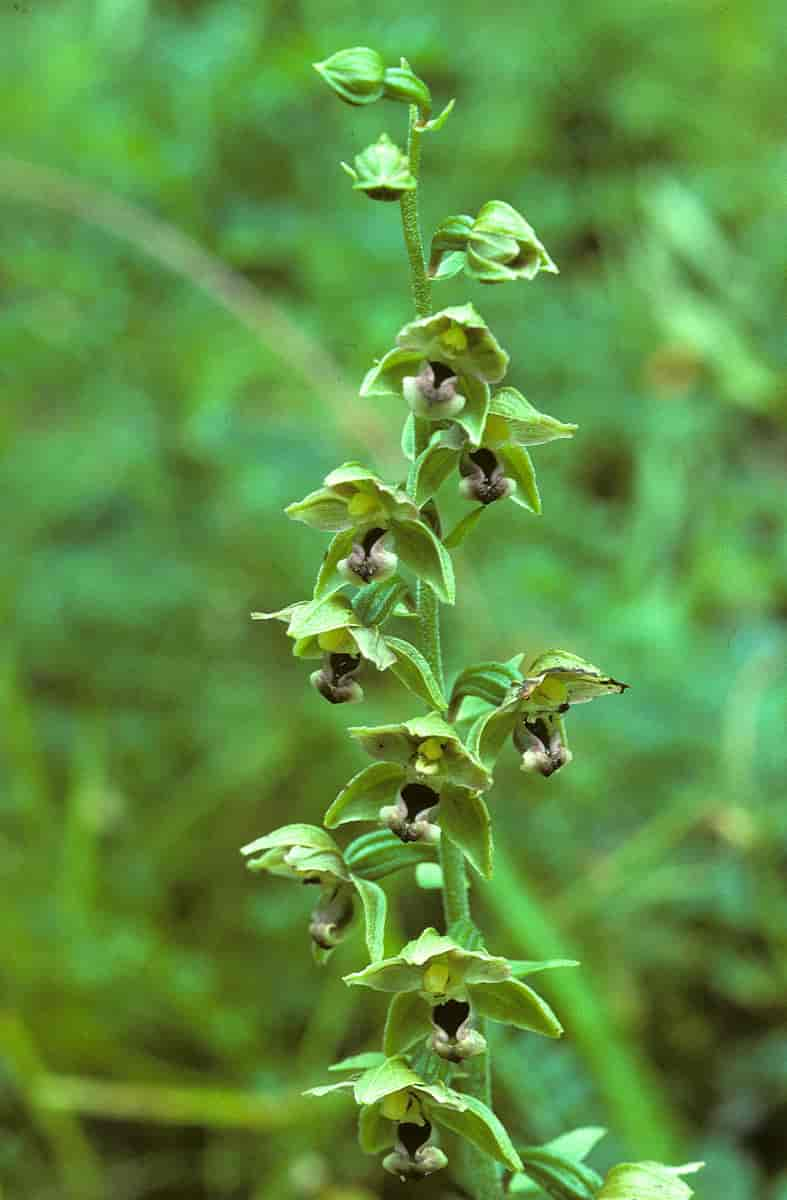 Breilflangre, blomsterstand