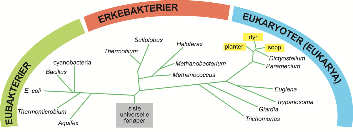 Utviklingslæren