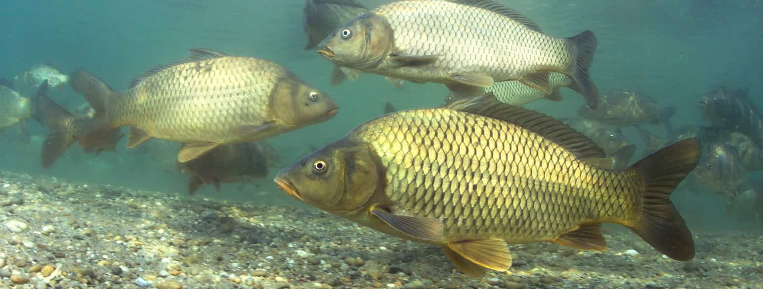 Arten karpe (Cyprinus carpio)