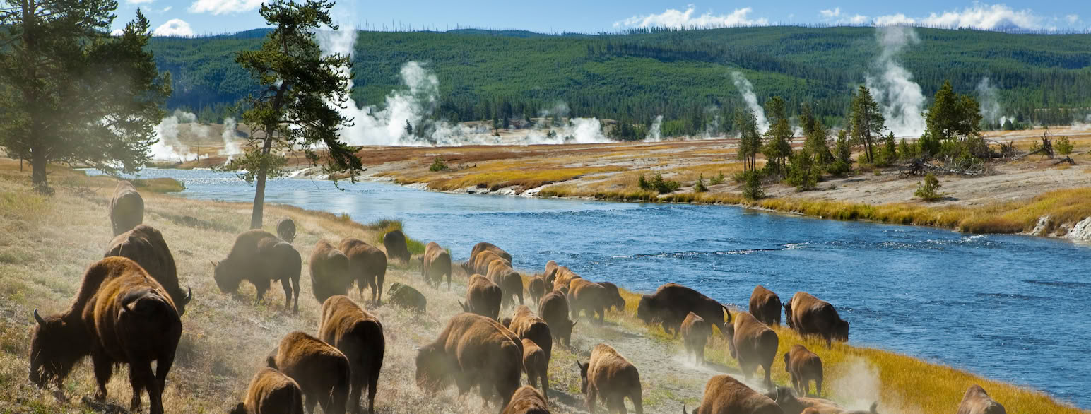 Bisonflokk ved Firehole River i Yellowstone National Park