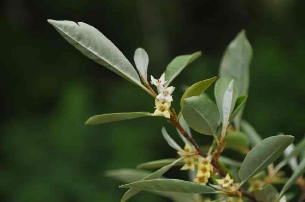 Elaeagnus commutata