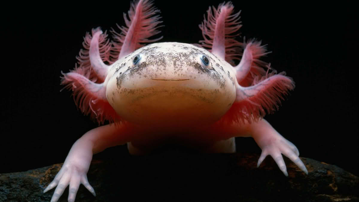 Ambystoma mexicanum