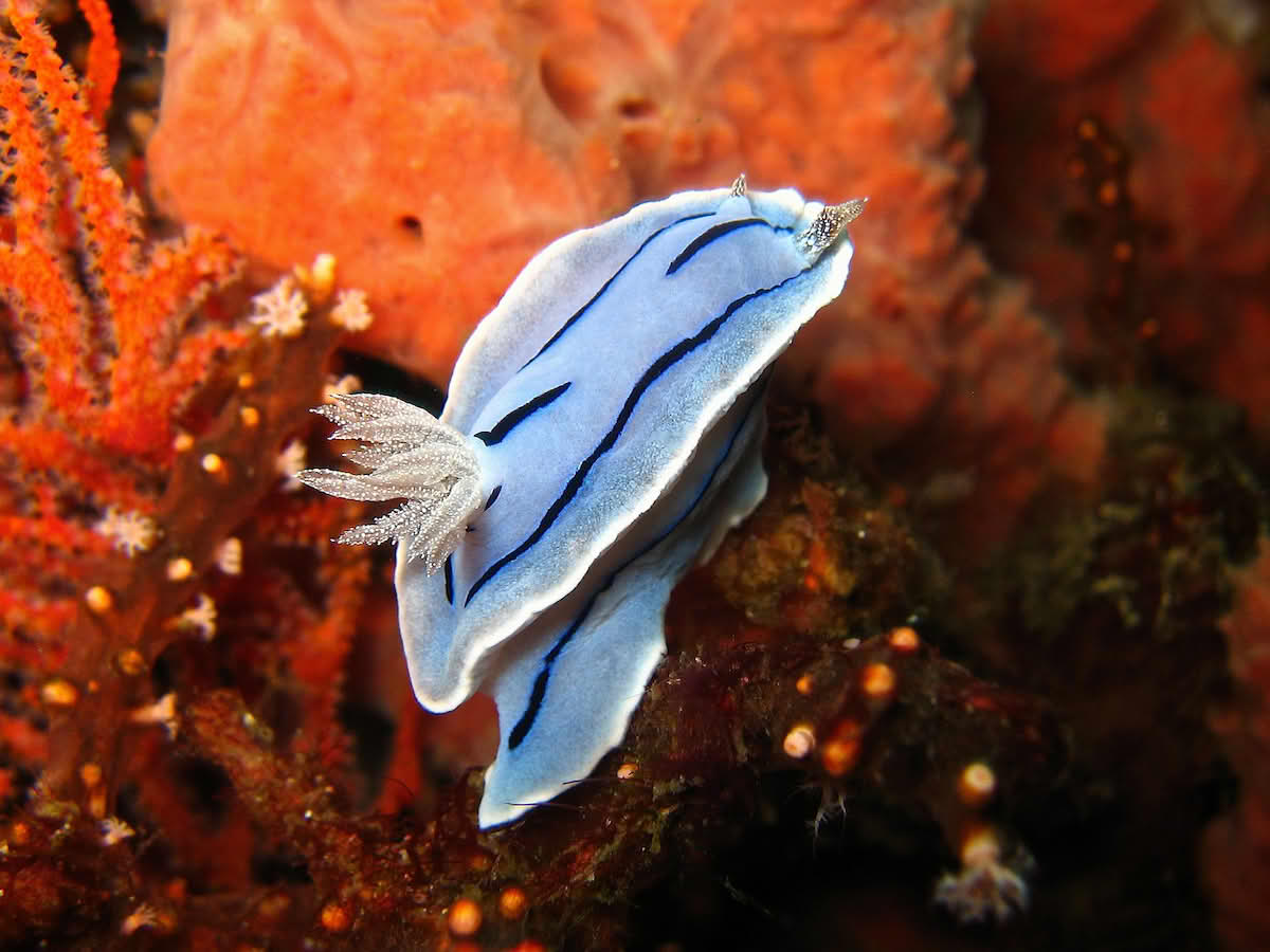 Chromodoris willani