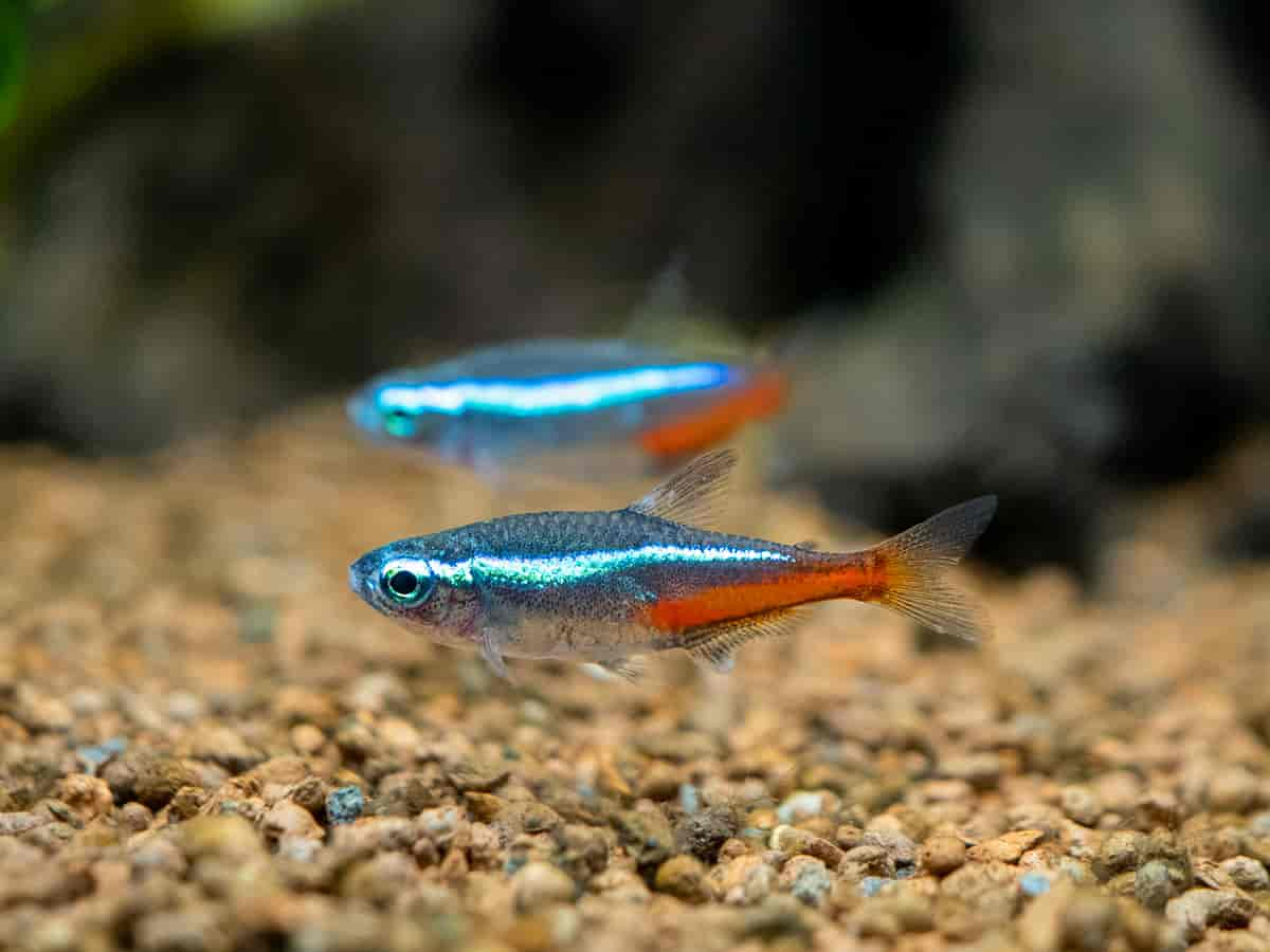 Neontetra