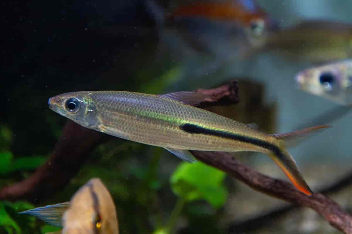 Hemiodus gracilis