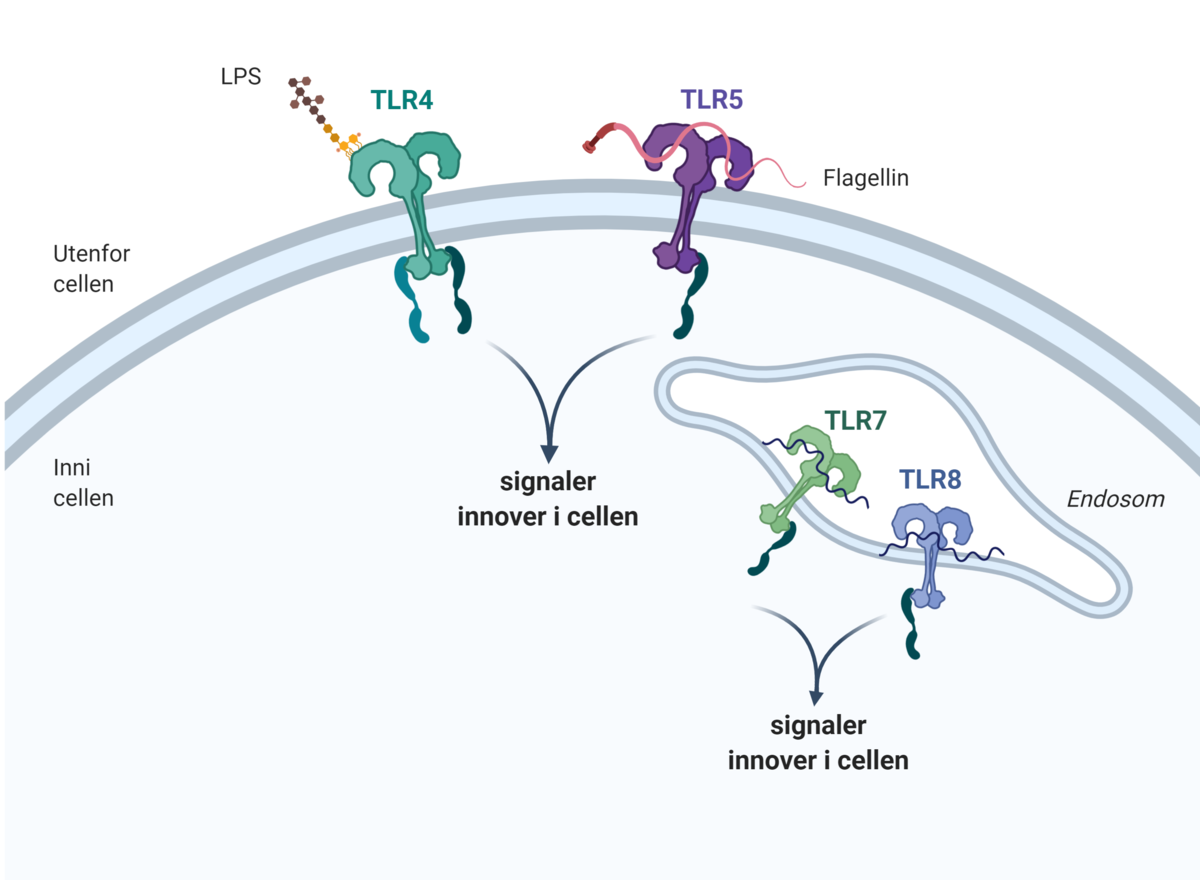 Toll-liknende reseptorer