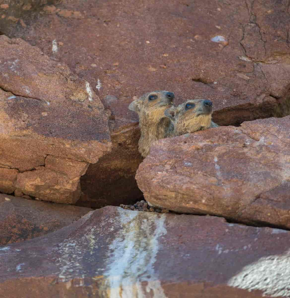 Procavia capensis