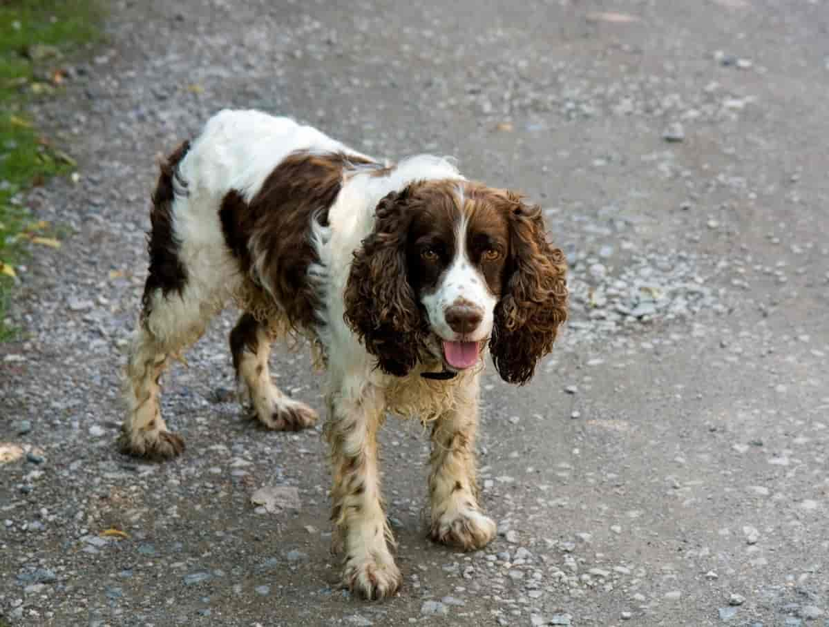 Springer spaniel