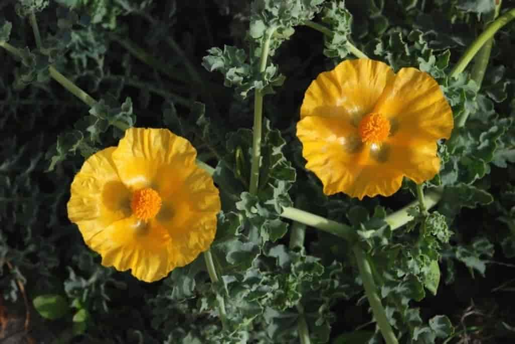 Glaucium flavum